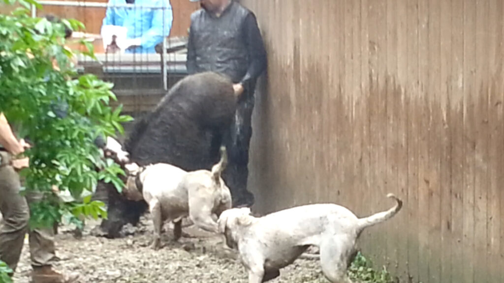 Attacchi Di Animali Feroci All Uomo Video