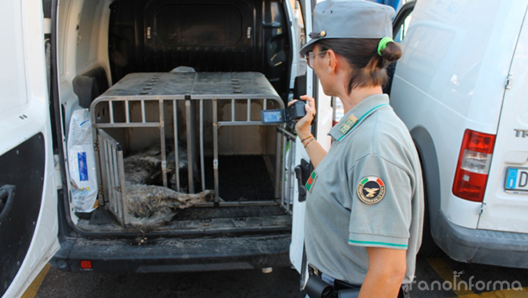 I cani morti trovati dalla forestale nel bagagliaio dell'auto dei due cacciatori di Pesaro ad Ancona
