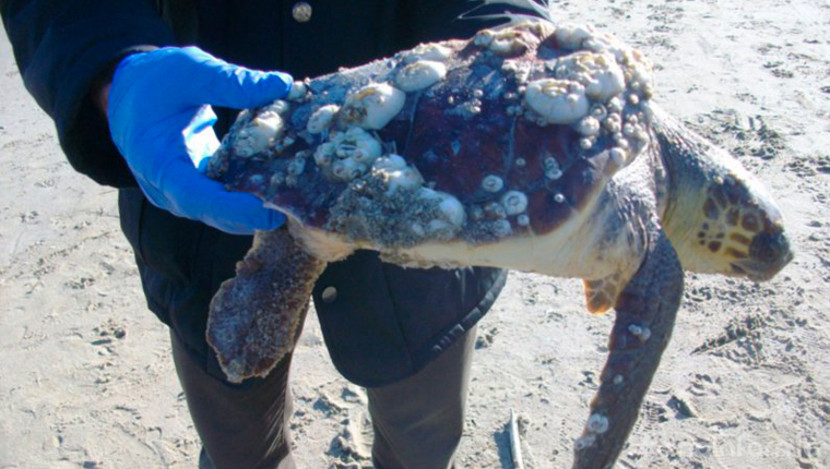 La carcassa di una tartaruga caretta caretta trovata sulla spiaggia di ponente di Pesaro