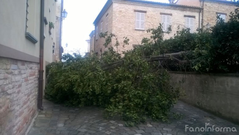 La pianta caduta a Novilara a causa del maltempo