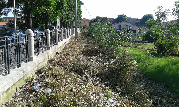 Il canneto di viale Cristoforo Colombo