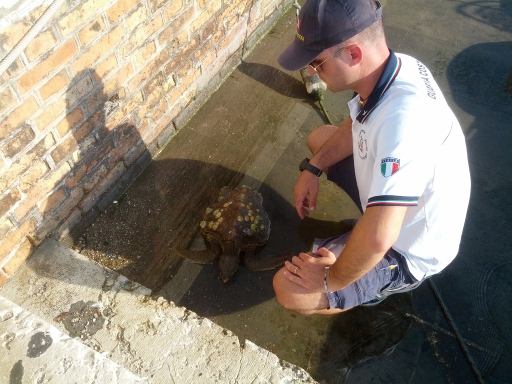 Lorenzo, la tartaruga marina recuperata dalla guardia costiera di Pesaro sotto La Croce del San Bartolo di Pesaro