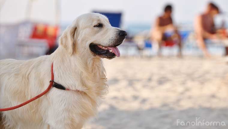A Fano sarà realizzata una nuova spiaggia per cani in zona Arzilla