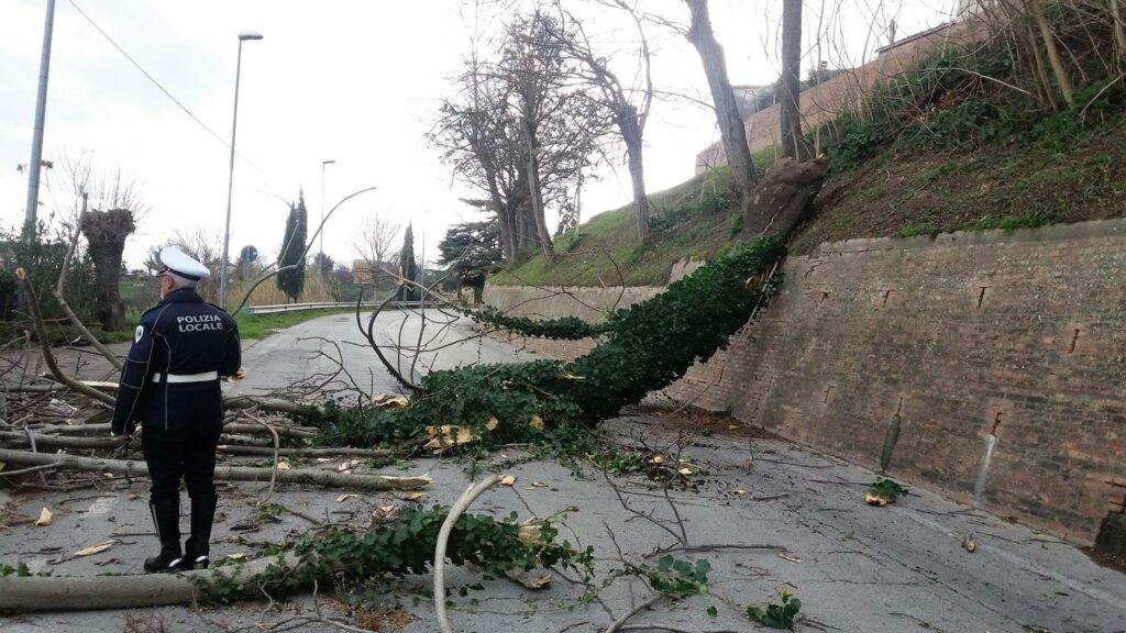 Albero in strada