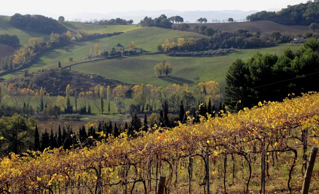 SanBartolo Vigne