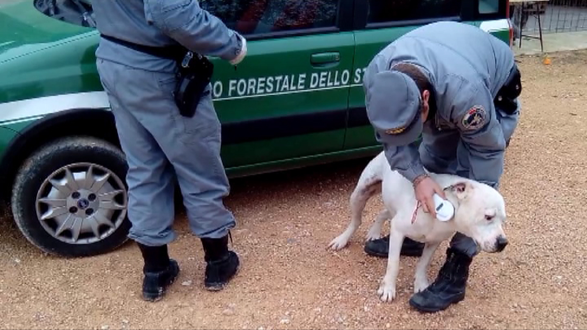 Controllo esemplare dogo