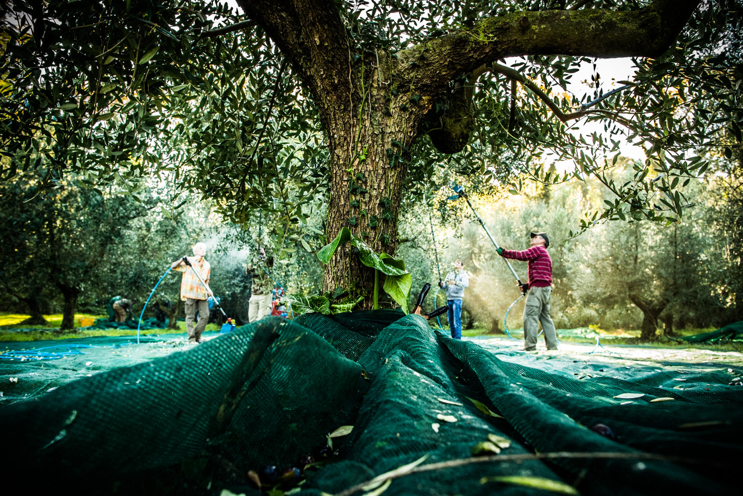 azienda agricola guerrieri